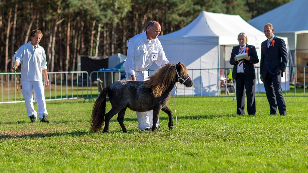 Lierop Fokpaardendag 2016 (55).jpg - Lierop Fokpaardendag 2016